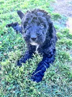 Luna , a female Labradoodle for sale in Dunn, NC – 1 of 8