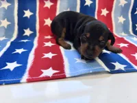 Pepper , a male Miniature Pinscher for sale in Dunn, NC – 2 of 6