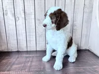 Chip CKC , a male Labradoodle and Poodle - Standard  for sale in Dunn, NC – 6 of 8