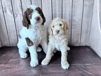 Chip CKC , a male Labradoodle and Poodle - Standard  for sale in Dunn, NC – 3 of 8