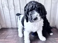Nova  F1b /CKC , a female Labradoodle and Poodle - Standard  for sale in Dunn, NC – 4 of 9