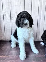 Nova  F1b /CKC , a female Labradoodle and Poodle - Standard  for sale in Dunn, NC – 6 of 9