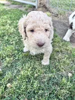 Jester f1b, a male Labradoodle and Poodle - Standard  for sale in Dunn, NC – 9 of 10