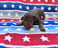 Belle , a female Miniature Pinscher for sale in Dunn, NC – 5 of 9