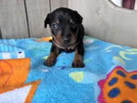 Pepper AKC , a male Miniature Pinscher for sale in Dunn, NC – 4 of 8