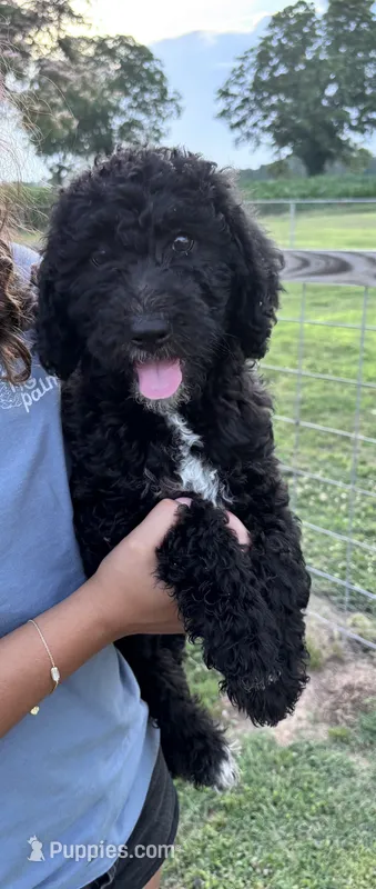 Luna CKC curly – Labradoodle puppy for sale in Dunn, NC