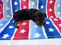 Pepper , a male Miniature Pinscher for sale in Dunn, NC – 5 of 6