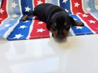 Pepper , a male Miniature Pinscher for sale in Dunn, NC – 3 of 6