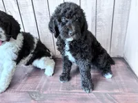 Luna CKC curly, a female Labradoodle for sale in Dunn, NC – 4 of 9