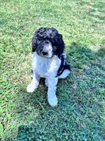 Nova  F1b /CKC , a female Labradoodle and Poodle - Standard  for sale in Dunn, NC – 9 of 9