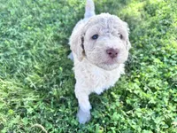 Jester f1b, a male Labradoodle and Poodle - Standard  for sale in Dunn, NC – 3 of 10