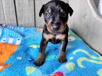 Pepper AKC , a male Miniature Pinscher for sale in Dunn, NC – 6 of 8