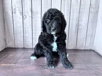 Luna CKC curly, a female Labradoodle for sale in Dunn, NC – 8 of 9