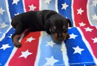 Pepper , a male Miniature Pinscher for sale in Dunn, NC – 4 of 6