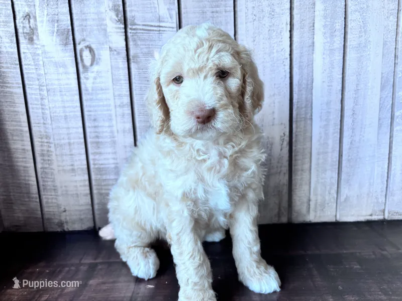 Jester f1b – Labradoodle, Poodle - Standard  puppy for sale in Dunn, NC