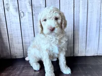 Jester curly CKC , a male Labradoodle and Poodle - Standard  for sale in Dunn, NC – 7 of 10
