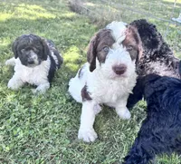 Chip CKC , a male Labradoodle and Poodle - Standard  for sale in Dunn, NC – 5 of 8