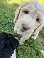 Jester curly CKC , a male Labradoodle and Poodle - Standard  for sale in Dunn, NC – 6 of 10