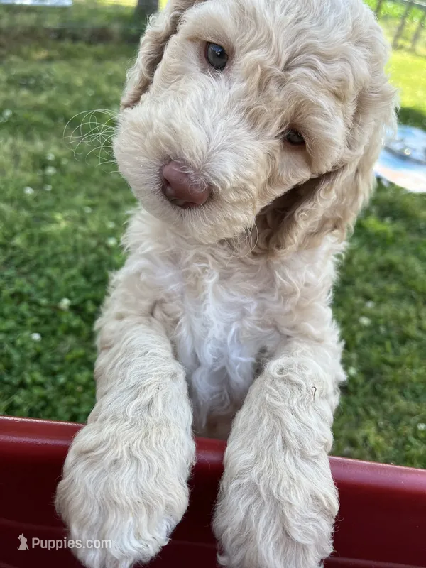 Jester curly CKC  – Labradoodle, Poodle - Standard  puppy for sale in Dunn, NC