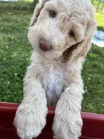 Jester curly CKC , a male Labradoodle and Poodle - Standard  for sale in Dunn, NC – 1 of 10