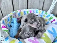 Brutus Jr. AKC registered , a male Miniature Pinscher for sale in Dunn, NC – Photo 2 of 3