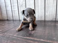 Brutus  AKC registered , a male Miniature Pinscher for sale in Dunn, NC – Photo 3 of 4