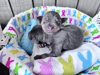 Brutus Jr. AKC registered , a male Miniature Pinscher for sale in Dunn, NC – Photo 3 of 3