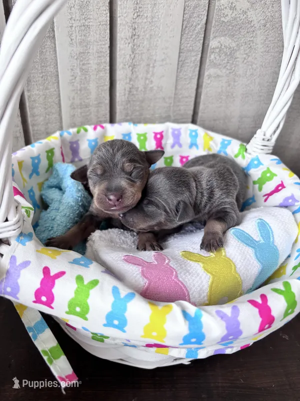 Brutus Jr. AKC registered  – Miniature Pinscher puppy for sale in Dunn, NC