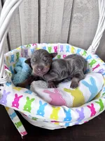 Brutus Jr. AKC registered , a male Miniature Pinscher for sale in Dunn, NC – Photo 1 of 3