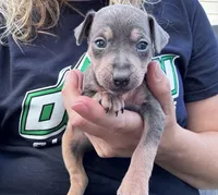Brutus  AKC registered , a male Miniature Pinscher for sale in Dunn, NC – Photo 1 of 4