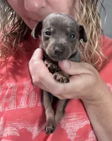 Brutus  AKC registered , a male Miniature Pinscher for sale in Dunn, NC – Photo 4 of 4
