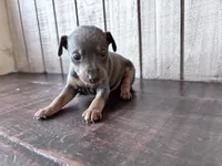 Brutus  AKC registered , a male Miniature Pinscher for sale in Dunn, NC – Photo 2 of 4