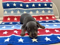 Otis , a male Miniature Pinscher for sale in Dunn, NC – 3 of 7