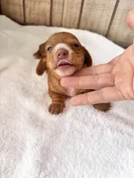Pumpkin AkC , a male Miniature Dachshund for sale in Dunn, NC – 6 of 7