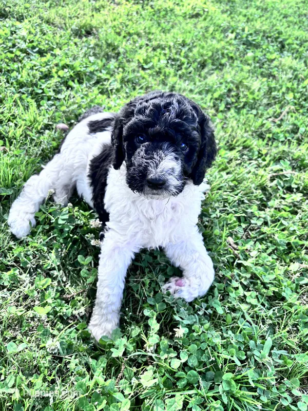 April Blk/white parti F1b  – Labradoodle, Poodle - Standard  puppy for sale in Dunn, NC