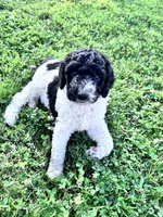Nova  Blk/white parti F1b , a female Labradoodle and Poodle - Standard  for sale in Dunn, NC – 1 of 6