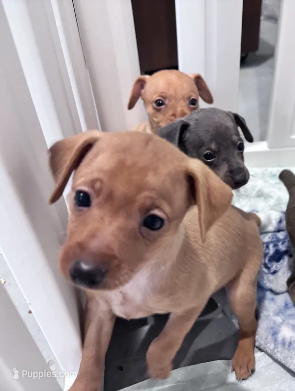 Pebbles  AKC registered  – Miniature Pinscher puppy on hold in Dunn, NC