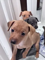 Pebbles  AKC registered , a female Miniature Pinscher for sale in Dunn, NC – 1 of 9