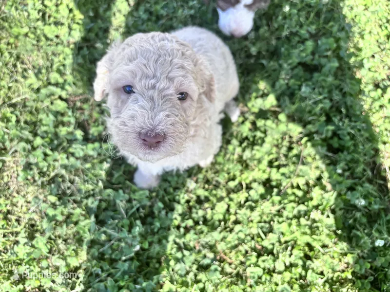 Jester CKC  – Labradoodle, Poodle - Standard  puppy for sale in Dunn, NC