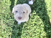 Jester f1b, a male Labradoodle and Poodle - Standard  for sale in Dunn, NC – 2 of 10