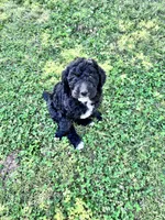 Luna CKC curly, a female Labradoodle for sale in Dunn, NC – 5 of 9