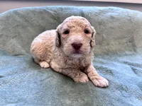 Jester CKC , a male Labradoodle and Poodle - Standard  for sale in Dunn, NC – Photo 2 of 6