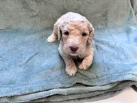 Jester CKC , a male Labradoodle and Poodle - Standard  for sale in Dunn, NC – Photo 4 of 6