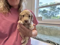 Jester CKC , a male Labradoodle and Poodle - Standard  for sale in Dunn, NC – Photo 6 of 6