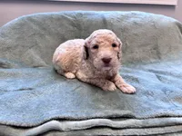 Jester CKC , a male Labradoodle and Poodle - Standard  for sale in Dunn, NC – Photo 5 of 6