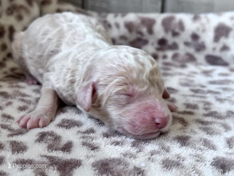 Jester – Labradoodle, Poodle - Standard  puppy for sale in Dunn, NC