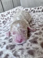Jester, a male Labradoodle and Poodle - Standard  for sale in Dunn, NC – Photo 3 of 7