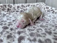 Jester, a male Labradoodle and Poodle - Standard  for sale in Dunn, NC – Photo 4 of 7