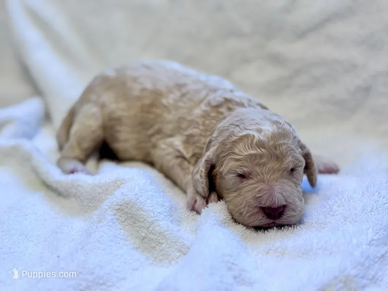 Jester – Labradoodle, Poodle - Standard  puppy for sale in Dunn, NC