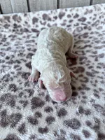 Jester, a male Labradoodle and Poodle - Standard  for sale in Dunn, NC – Photo 6 of 7